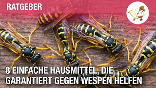 8 einfache Hausmittel, die garantiert gegen Wespen helfen