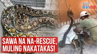 Sawa na na-rescue, muling nakatakas! | GMA Integrated Newsfeed