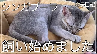 【シンガプーラを飼う】相棒を紹介します！【カービン】