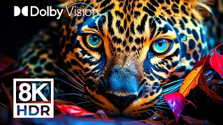 WILDEST ANIMALS DOLBY VISION™ | 8K HDR (COLORFUL INTENSITY)