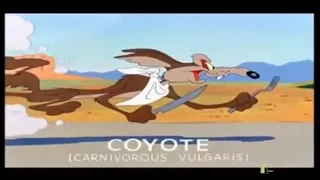 El Correcaminos y el Coyote. Clásicos #1.