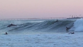 Surfing Dolphins Snaking Surfers and Boosting Airs at Rincon