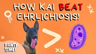 How Kai BEAT Canine Ehrlichiosis | Treatment for Canine Ehrlichiosis