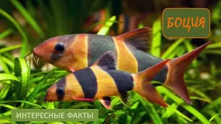 БОЦИЯ🐟/Животные life/Рыбы/Животные/Интересные факты