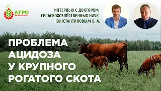 Ацидоз у крупного рогатого скота.