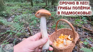 ❗СБОР ГРИБОВ в ПОДМОСКОВЬЕ👉ЛИСИЧКИ ГИГАНТЫ и ПОДОСИНОВИКИ. Грибы 2023