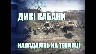 Знищують городину та теплиці! Село на Херсонщині атакували дикі кабани