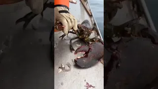 Maine lobster crusher vs pincher claw #viral