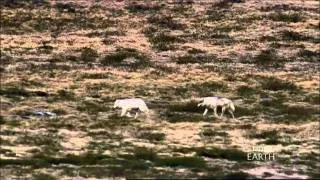 Wolves Hunting Caribou- BBC Planet Earth