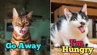 These Cats Can Speak English Better than Human 🤣 Specially You 🤣 !