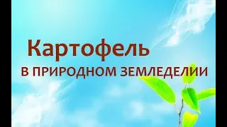 Природное земледелие - картофель