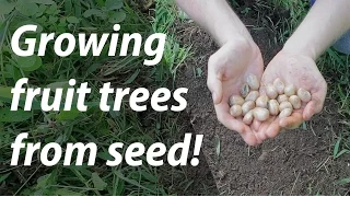 Growing Fruit Trees from Seed (and nuts, too!) (Day 14 of 30)