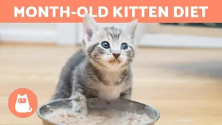 What to FEED a MONTH-OLD KITTEN? 🐱 (Feeding a Baby Cat)