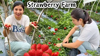 Namitas kami sa Strawberry Farm at Wine na may Ahas sa loob ng Bote | STRAWBERRY FARM PICKING