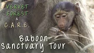 Baboon Rescue Sanctuary Tour - C.A.R.E. - Vervet Forest
