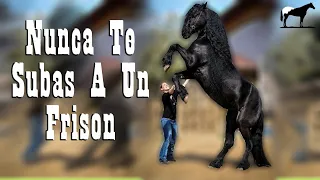 El Porque No Deberías Montar Un Caballo Frisón 🐴-Del Cerro Soy