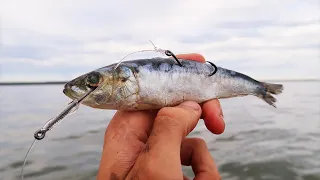 This Simple Bait Always Catches Fish!!