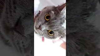 КАК МЫТЬ КОТА 🐈 КАК ПОМЫТЬ КОШКУ СПОКОЙНО И Не Быть Поцарапанным😺Секрет Купания!