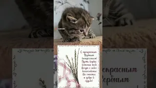 В Вербное Воскресенье Пуся из подвала принесла подарок (дочку) 😻💝🐈 #kitten