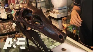 Storage Wars: REAL Dinosaur Tooth and Claw! (S3 Flashback) | A&E