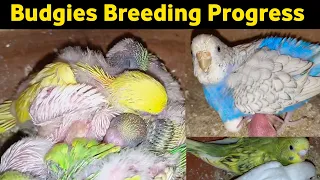 Budgies Breeding Progress 2022 | Spangle | Red Eye Budgies