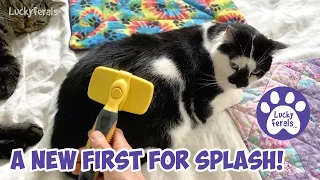 A New First For Splash! Nervous Cat Behavior  Anxiety S5 E40 Lucky Ferals Cat Videos