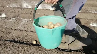 Быстрый способ посадки картофеля