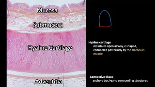 Histology | Trachea