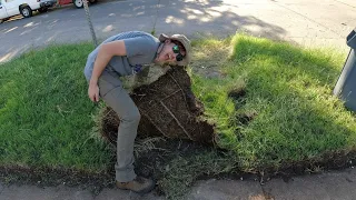 Homeowner STUNNED at How WIDE the Sidewalks Are (Part 1) - FREE OVERGROWN Lawn Mowing and Edging