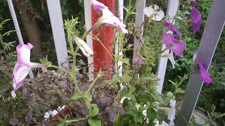 Petunia Flowers Time Lapse Short Video 🌸 | Three Petunias Blooming Simultaneously | Nature's Beauty