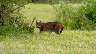 Wild bobcat hunting prey in Eugene, OR