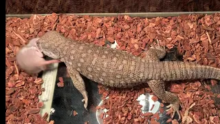 Lizard eats massive rat (live feeding)