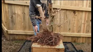 Repotting three massive Trident maple Bonsai Trees!