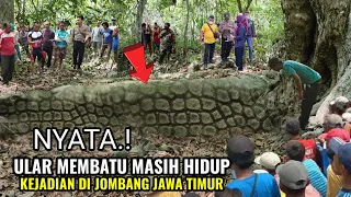 NYATA.! ular membatu di jombang yang lagi viral ternyata masih hidup