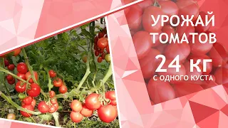 Как получить 24 кг томатов с одного куста, микробиологические препараты серии "СТИМИКС" в помощь