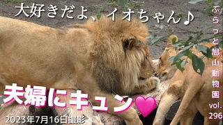 【今日のライオン】新婚を思わせる夫婦の時間。オリトとイオ幸せの瞬間。今日は草を食べ尽くす？vol296@旭山動物園/The happy time of the lion couple is back