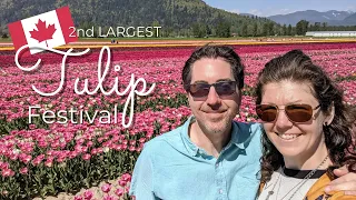 Canada’s second largest tulip festival || Chilliwack Tulip Festival