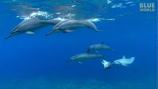 Hawaiian Spinner Dolphins | JONATHAN BIRD'S BLUE WORLD