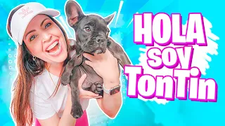 HOLA SOY TonTin 🐕 REACCION A MI NUEVO PERRITO BEBE FRENCHIE 😍 Sandra Cires Art