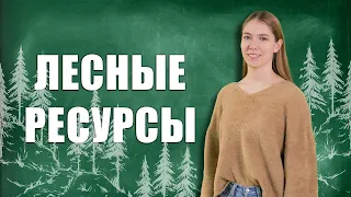 Правовое регулирование лесных ресурсов