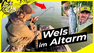 Dieser WELS zieht mich durch den ALTARM !! | Wallerangeln mit toten Köderfisch