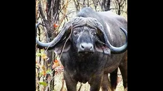 cape buffalo charge