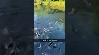 Feeding a pond full of fish