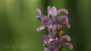 Тихі  барви весни, та пташиний гомін🌿❤