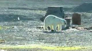 Polar Bear.wmv