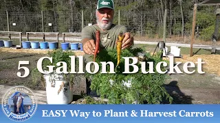 How to Grow Carrots in Containers from SEED to HARVEST