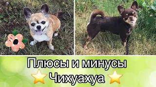 Плюсы и Минусы Породы ЧИХУАХУА/чихуахуа Арчи и Юша