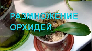 Размножение орхидей/Как получить детку на цветоносе