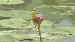 The ill-fated relationship between frog and dragonfly. ep3