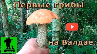 Первые грибы на Валдае.